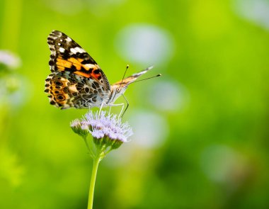 Boyalı Leydi Kelebek Vanessa Cardui sonbaharda mavi Greggs Mistflower, Conoclinium greggii ile beslenir. Kopyalama alanı olan doğal yeşil arkaplan.