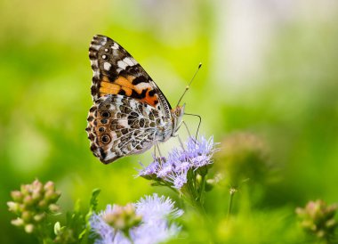 Boyalı Bayan Kelebek, Vanessa Cardui, Conoclinium greggii 'deki mavi çiçeklerle besleniyor. Kopyalama alanı olan doğal yeşil arkaplan.