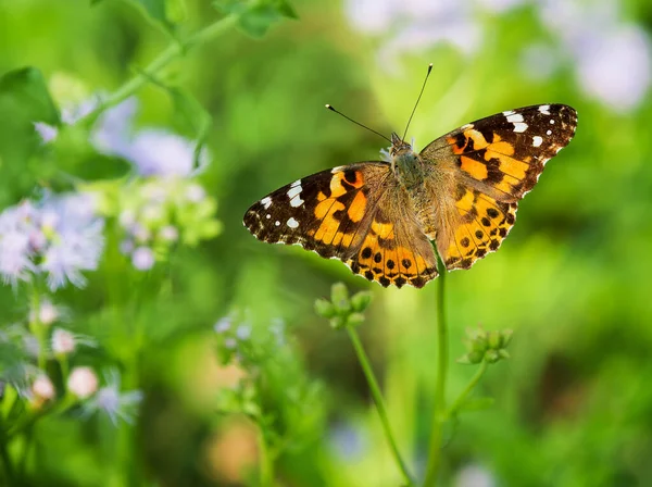 塗装女性蝶 ヴァネッサCardui 青い霧の花に餌 緑の背景 — ストック写真