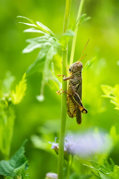 夏天的花园里 蚱蜢抱着一枝花 天然绿色背景 — 图库照片