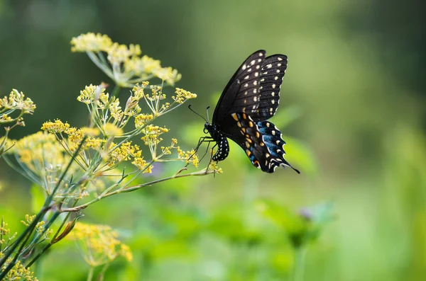 Svart Svalgfjäril Papilio Polyxenes Lägger Ägg Blommande Dill Växt Trädgården — Stockfoto