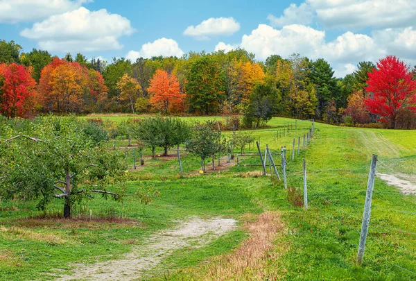 Apfelplantagen Vor Wunderschönem Herbstlaub Neuengland Blauer Himmel Und Weiße Wolken — Stockfoto