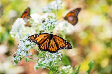 Monarch butterfly (Danaus plexippus) feeding wings opened on white flower blossoms in the garden. Two tagged Monarch butterflies in the background. clipart