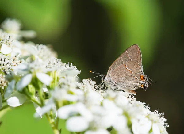 庭の白い花に毛条蝶の餌 — ストック写真