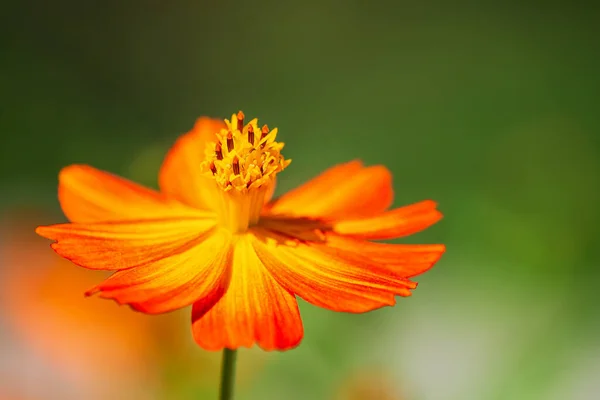 Hermoso Cosmos Amarillo Cosmos Sulfuro Flor Que Florece Jardín Otoño — Foto de Stock