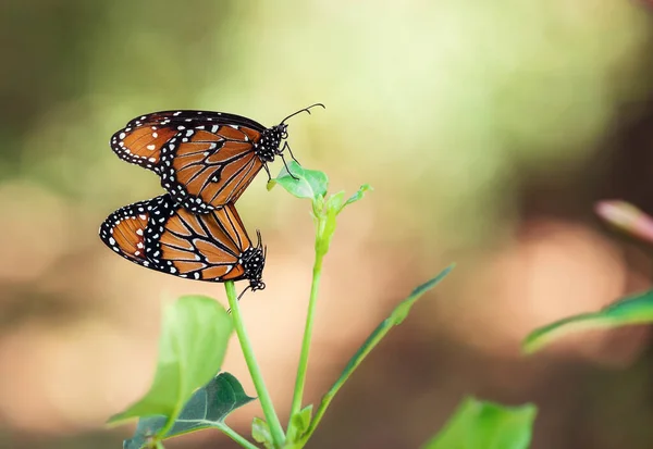 Par Drottning Fjärilar Danaus Gilippus Parning Och Hängande Ett Löv — Stockfoto