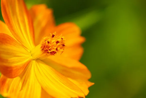 Primer Plano Una Hermosa Flor Cosmos Amarillo Cosmos Sulphureus Jardín — Foto de Stock