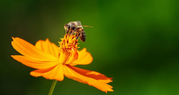 秋の庭に黄色いコスモス コスモス硫黄 の花を受粉させるミツバチ — ストック写真