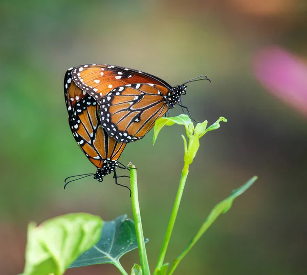 Królowa Motyl Danaus Gilippus Para Godów Wiszące Liściu Jesienią — Zdjęcie stockowe