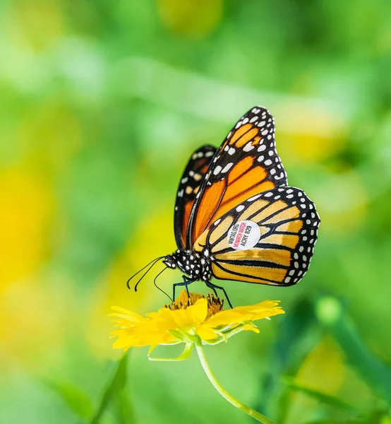 Southlake Teksas Września 2020 Otagowany Motyl Monarchy Danaus Plexippus Żywiący — Zdjęcie stockowe