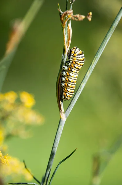ブラックスワロテール蝶 パフィリオポリクセックス の幼虫は ディル植物に餌を与えます — ストック写真