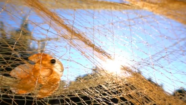 钓鱼线和太阳 — 图库视频影像