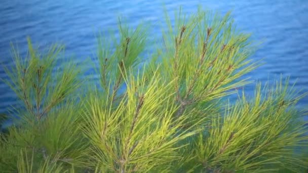 Pine Cone Leaves Sea — Stock Video