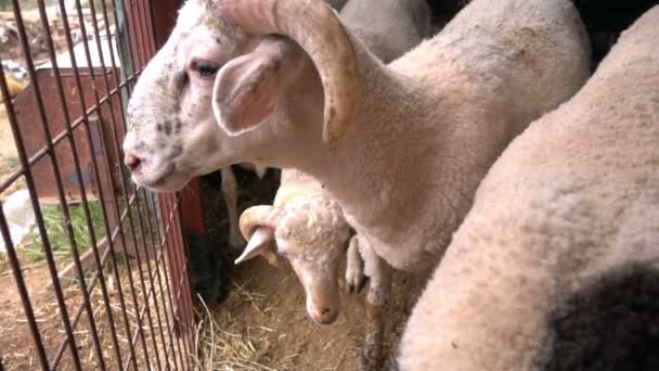 納屋の動物の羊 — ストック動画