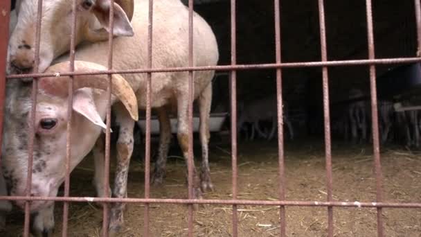 Ovejas Animales Granero — Vídeos de Stock