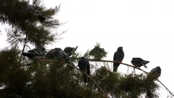 Pigeon Colombes Oiseau Animal Sur Arbre — Video