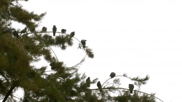 Pigeon Colombes Oiseau Animal Sur Arbre — Video