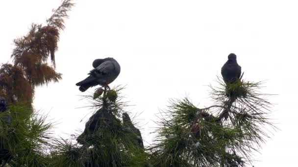 Palomas Pájaro Animal Árbol — Vídeo de stock