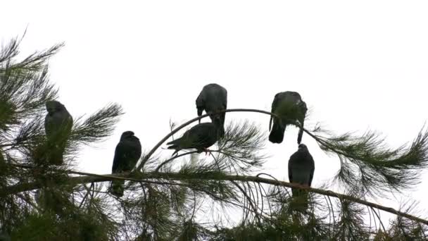 Palomas Pájaro Animal Árbol — Vídeo de stock