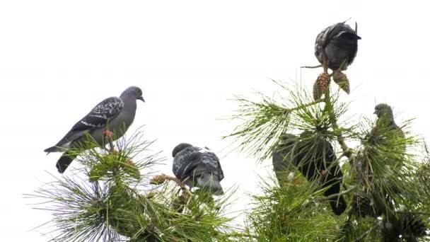 Pombos Pombo Pássaro Animal Árvore — Vídeo de Stock