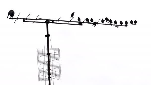 Birds Old Antenne — Stock Video