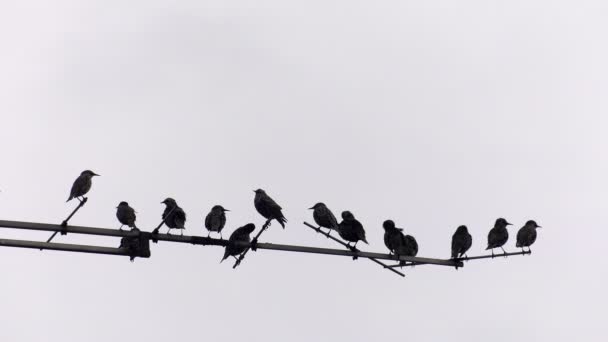 Vogels Oude Antenne — Stockvideo