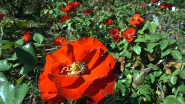 Пчела Красной Дорожке — стоковое видео