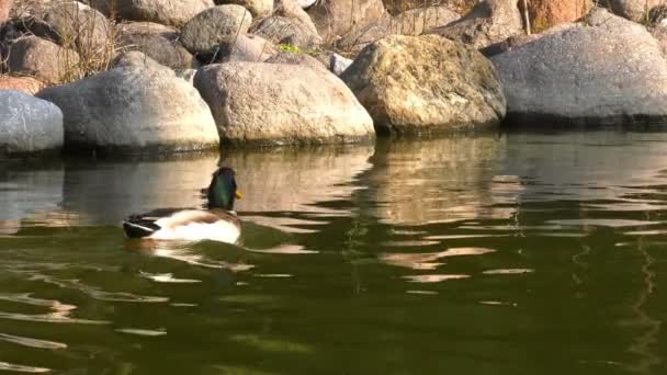 Ducks Passing Lake — Stock Video