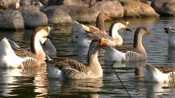 Kaczki Jezioro Naturalnego Tła — Wideo stockowe