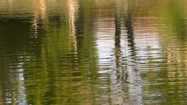 Superfície Água Lago Natureza — Vídeo de Stock