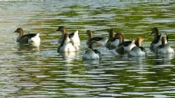 在绿湖上游泳的鸭子 — 图库视频影像