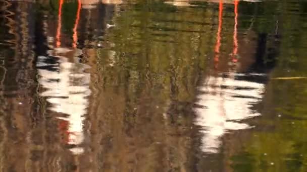 水の上のコウノトリの反射 — ストック動画