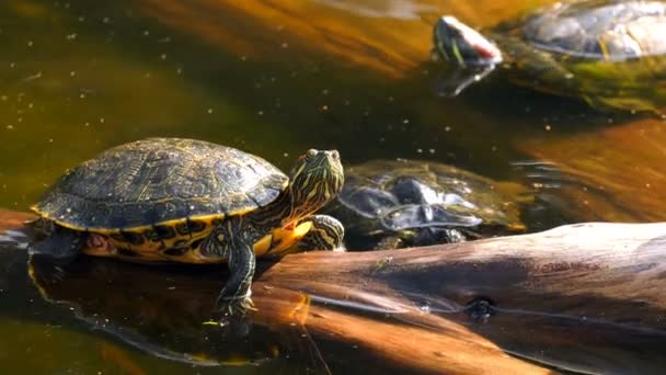 Turtle Rotsen Lake — Stockvideo