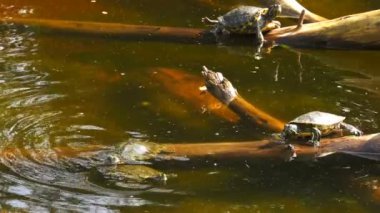 Gölde buzlu turtle