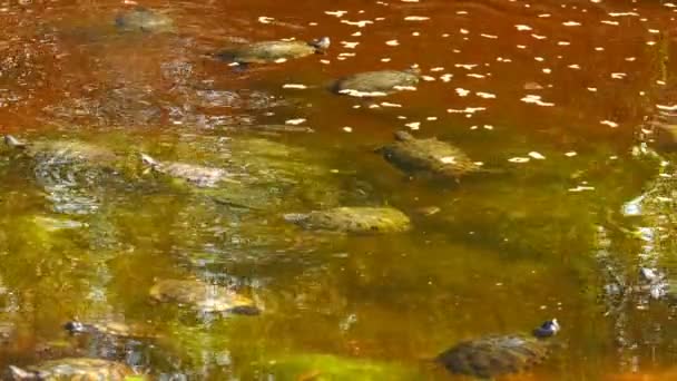 Tartaruga Nas Rochas Lago — Vídeo de Stock