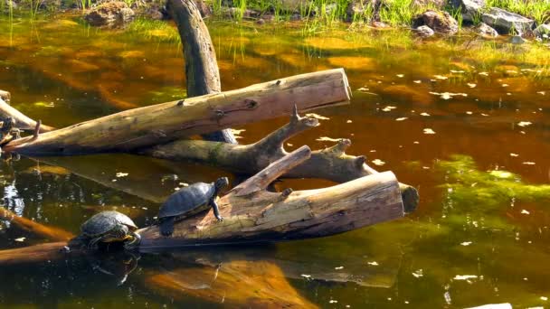 Tortuga Las Rocas Lago — Vídeos de Stock