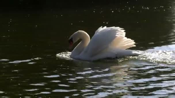 白色的天鹅在湖里的水 — 图库视频影像