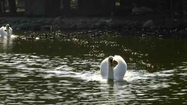 Cygne Blanc Dans Lac Nature Fond — Video