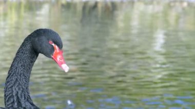 Black Swan Lake yakınlarında