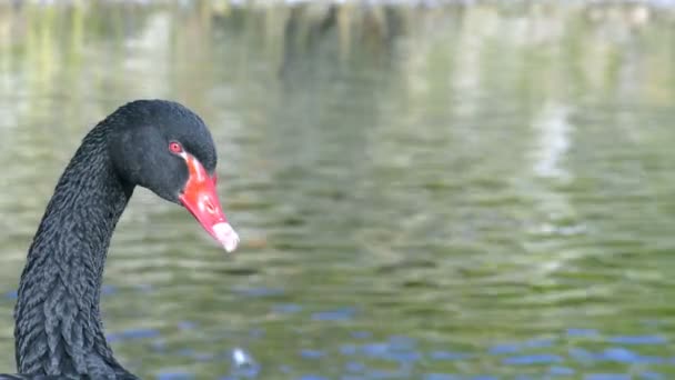 Black Swan Κοντά Στη Λίμνη — Αρχείο Βίντεο