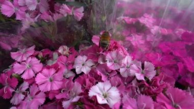 Pembe çiçekler ve arı