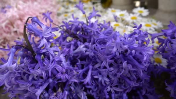 Flores Púrpuras Hermosas Flores — Vídeo de stock