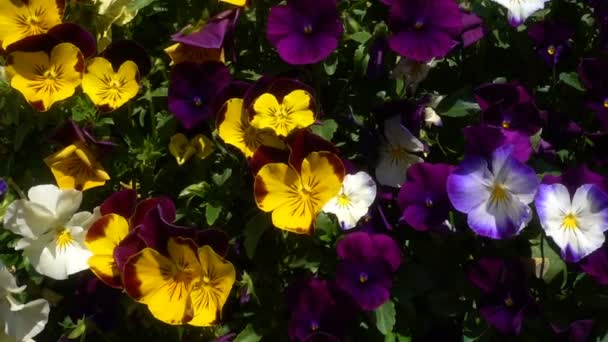 Πολύχρωμα Λουλούδια Και Όμορφα Υπόβαθρο — Αρχείο Βίντεο