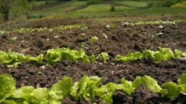 Çiftlik Tarlasında Marul.