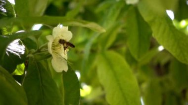 Erik Çiçekleri Üzerinde Arı 