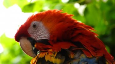  Kuş Hayvan Papağan ve güzel renk