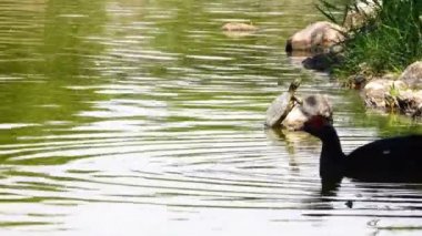 Göl kenarında Ördek ve Kaplumbağa.