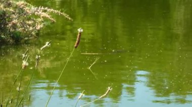 Pembe Çiçek ve Waterf