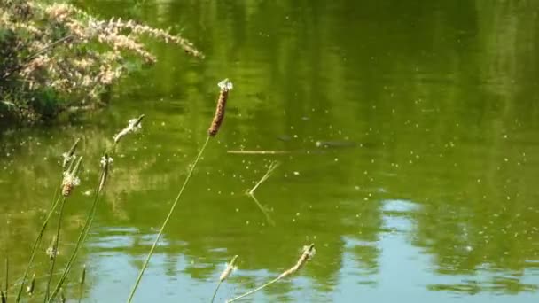 Ροζ Λουλούδι Και Waterf — Αρχείο Βίντεο