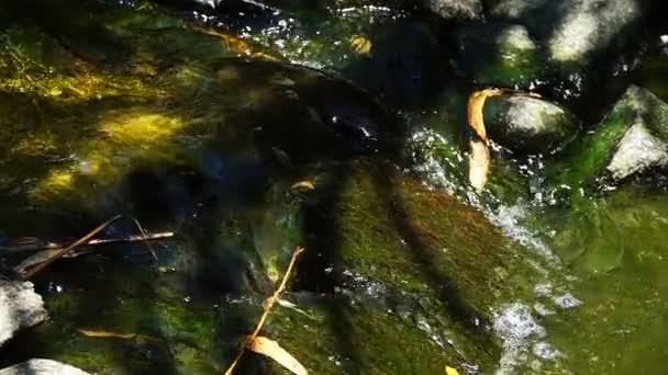 大自然中的苔溪 — 图库视频影像